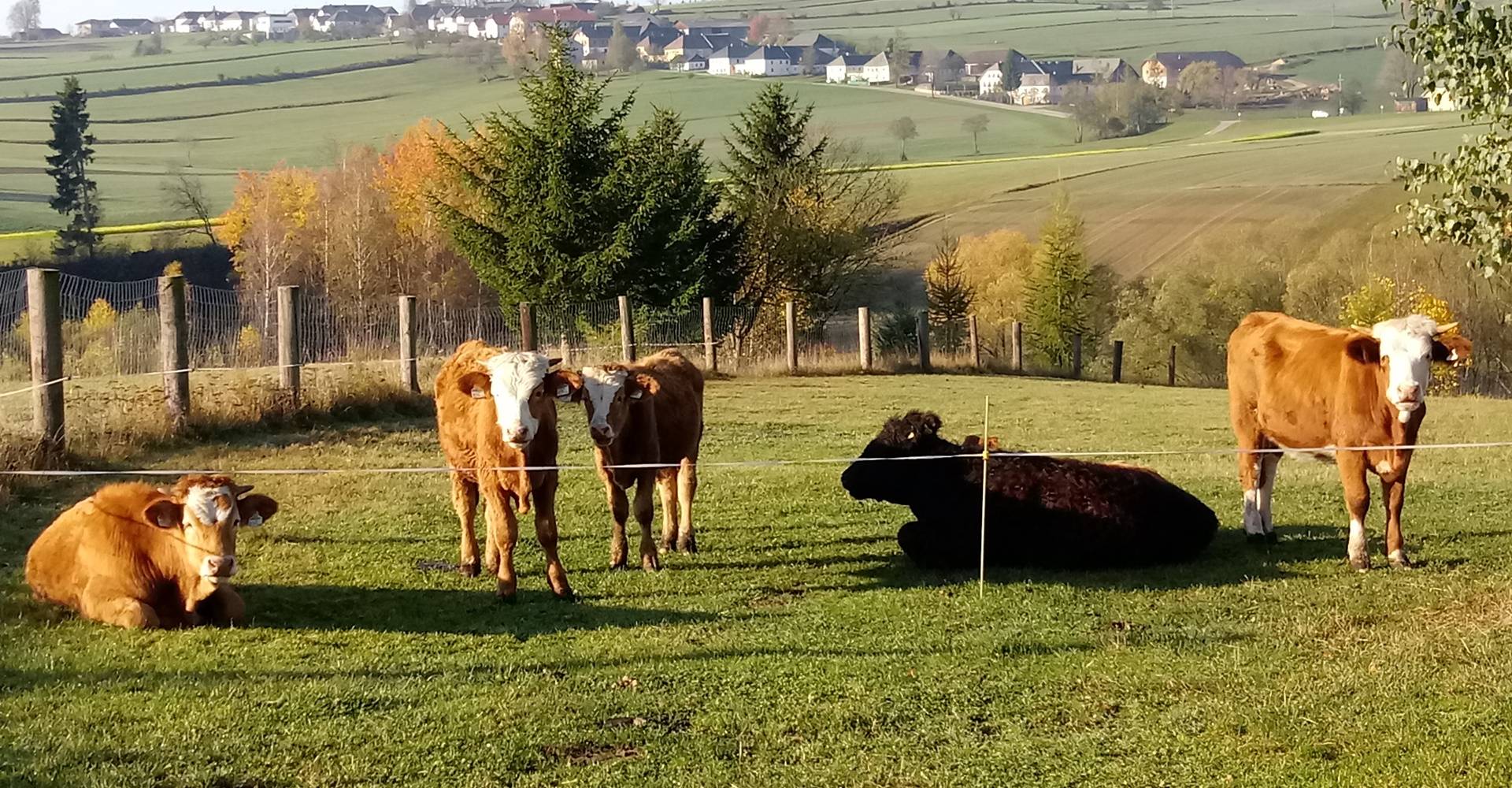 Biohof Stumptner aus Bad Leonfelden